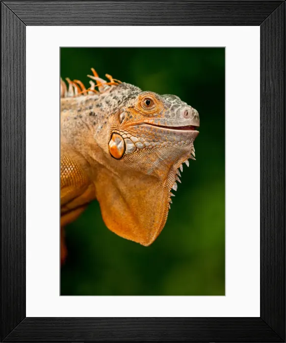 Framed Print : DDE-90037010 Framed Print : DDE-90037010