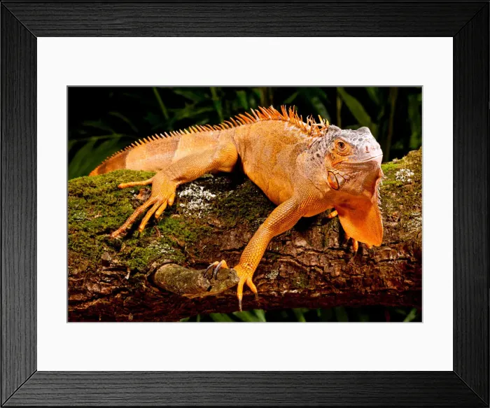 Framed Print : DDE-90037011 Framed Print : DDE-90037011