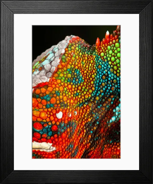 Framed Print : DDE-90037006 Framed Print : DDE-90037006