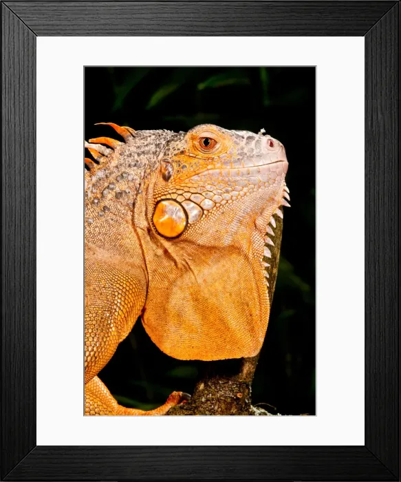 Framed Print : DDE-90037012 Framed Print : DDE-90037012