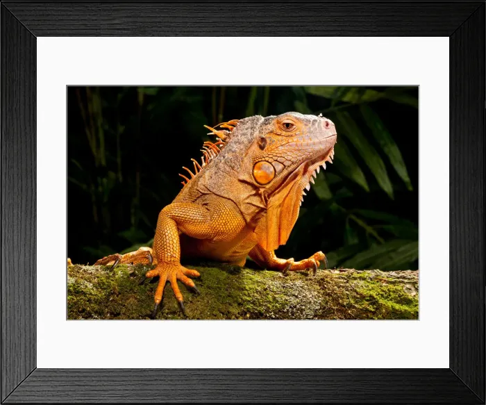 Framed Print : DDE-90037014 Framed Print : DDE-90037014