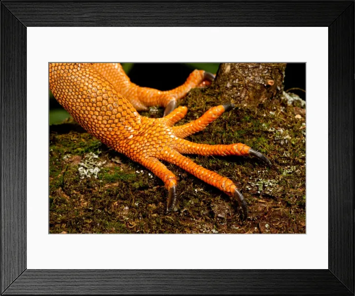 Framed Print : DDE-90037013 Framed Print : DDE-90037013