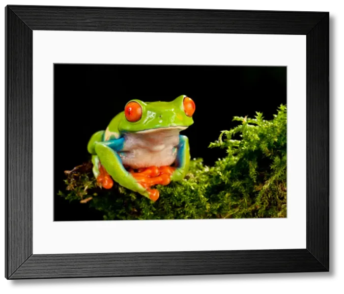 Framed Print : DDE-90037016 Framed Print : DDE-90037016