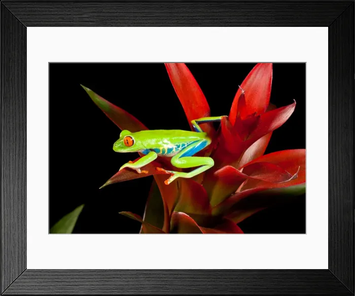 Framed Print : DDE-90037017 Framed Print : DDE-90037017