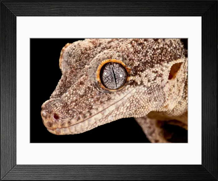 Framed Print : DDE-90037018 Framed Print : DDE-90037018