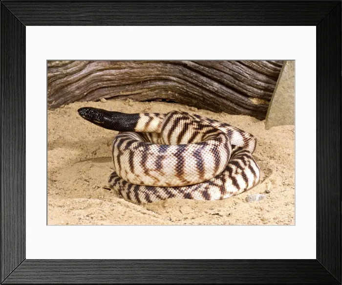 Framed Print : DDE-90037019 Framed Print : DDE-90037019