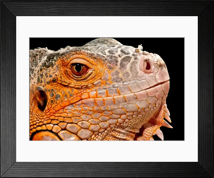 Framed Print : DDE-90037015
