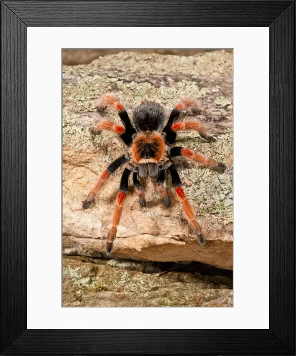 Framed Print : DDE-90037020 Framed Print : DDE-90037020