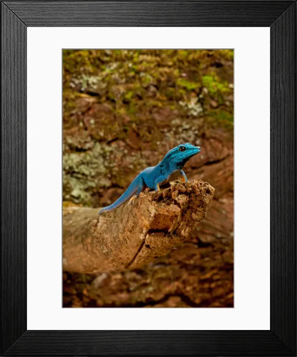 Framed Print : DDE-90037022 Framed Print : DDE-90037022