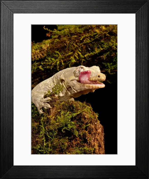 Framed Print : DDE-90037021 Framed Print : DDE-90037021
