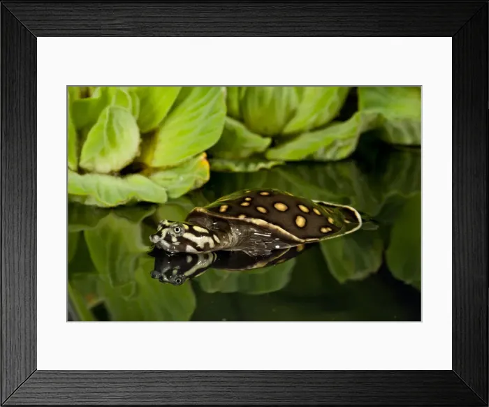 Framed Print : DDE-90037024 Framed Print : DDE-90037024