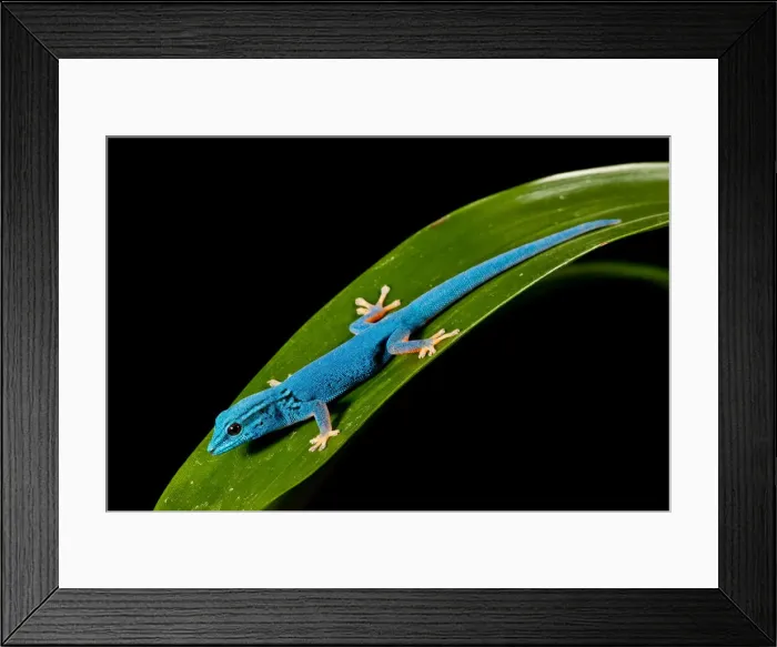 Framed Print : DDE-90037023