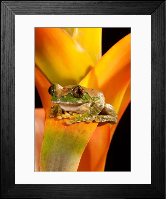 Framed Print : DDE-90037026 Framed Print : DDE-90037026