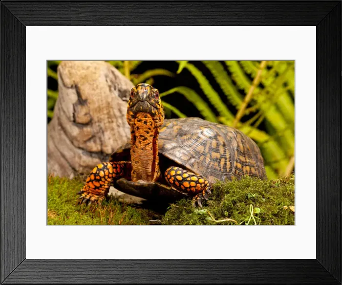 Framed Print : DDE-90037027 Framed Print : DDE-90037027