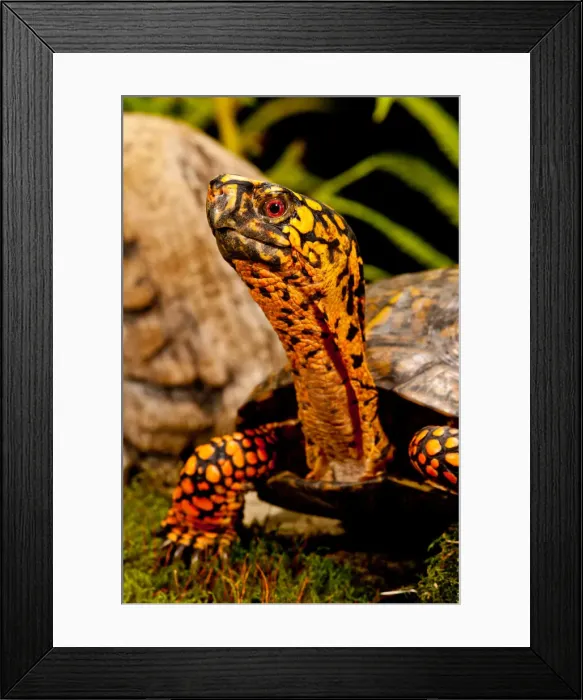 Framed Print : DDE-90037028 Framed Print : DDE-90037028