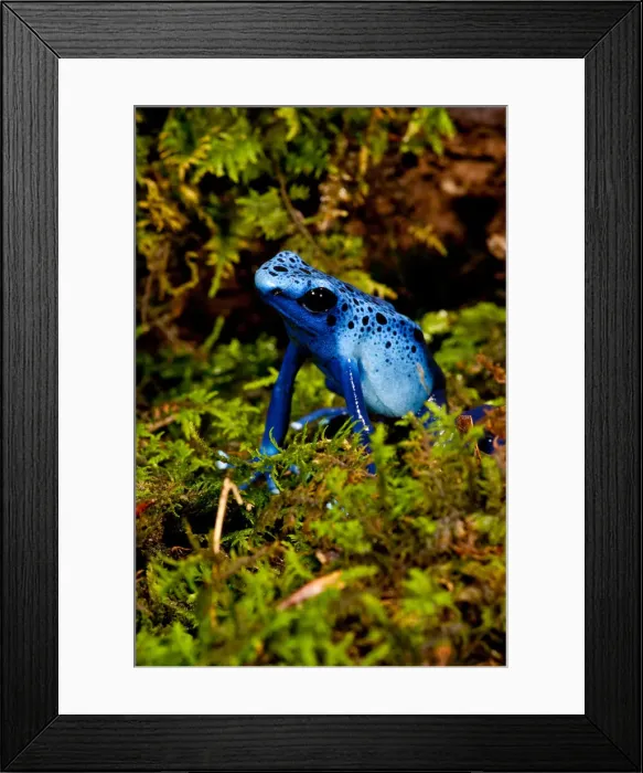 Framed Print : DDE-90037025 Framed Print : DDE-90037025