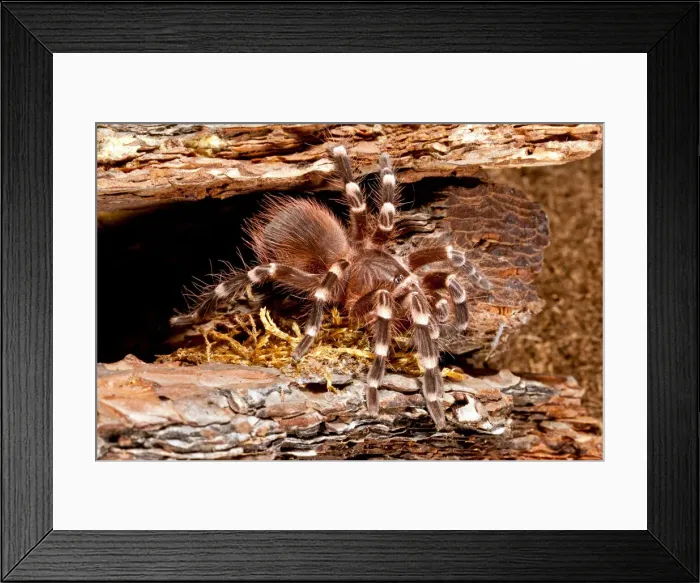 Framed Print : DDE-90037030