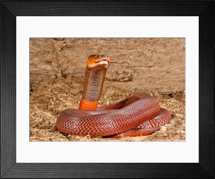 Framed Print : DDE-90037031 Framed Print : DDE-90037031