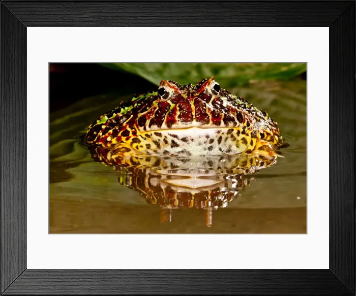 Framed Print : DDE-90037033 Framed Print : DDE-90037033