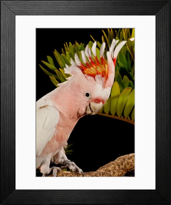 Framed Print : DDE-90037034 Framed Print : DDE-90037034