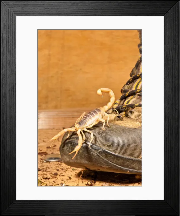 Framed Print : DDE-90037032 Framed Print : DDE-90037032