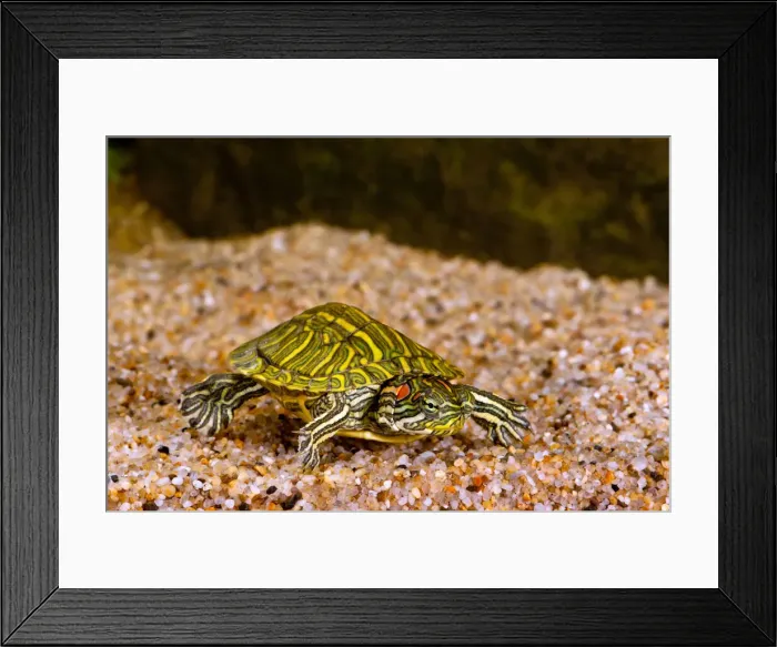 Framed Print : DDE-90037036 Framed Print : DDE-90037036