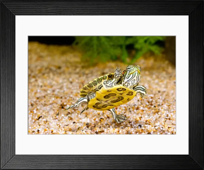 Framed Print : DDE-90037035 Framed Print : DDE-90037035