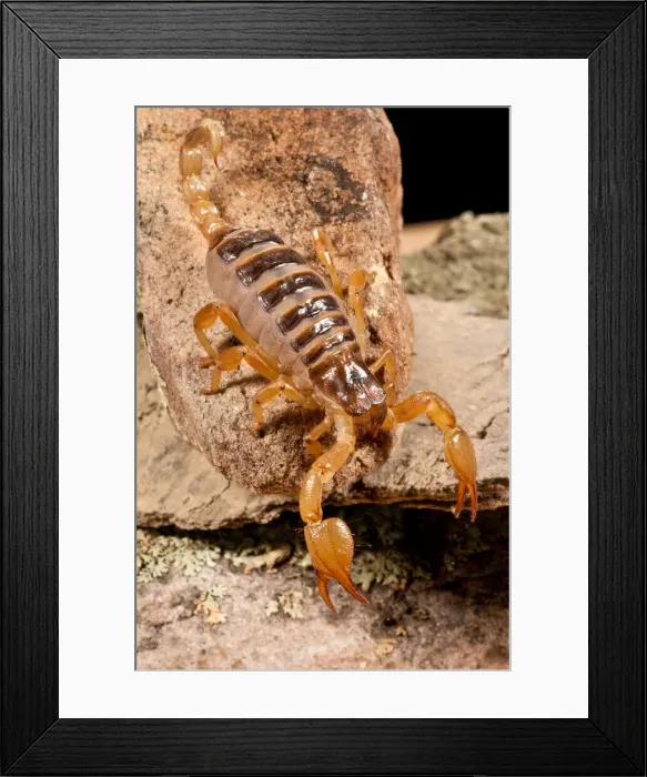 Framed Print : DDE-90037037 Framed Print : DDE-90037037