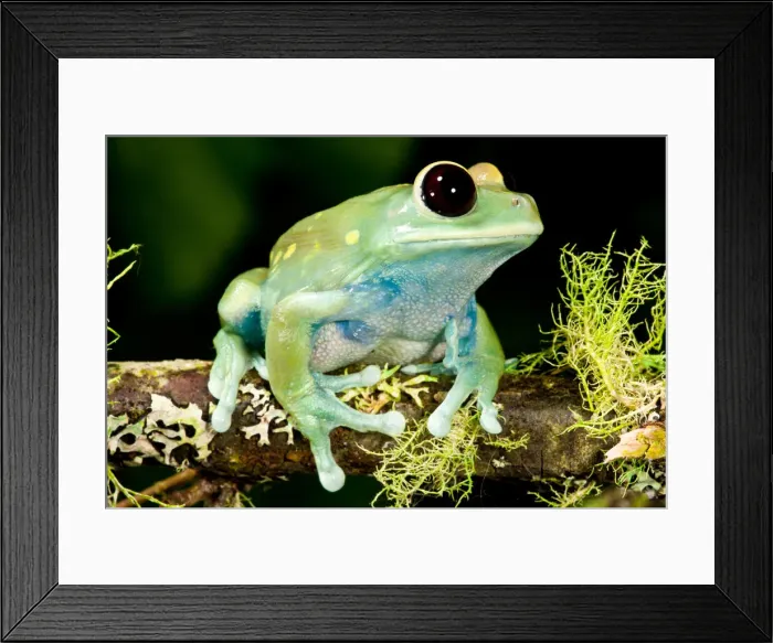 Framed Print : DDE-90037038 Framed Print : DDE-90037038