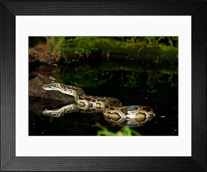 Framed Print : DDE-90037040 Framed Print : DDE-90037040