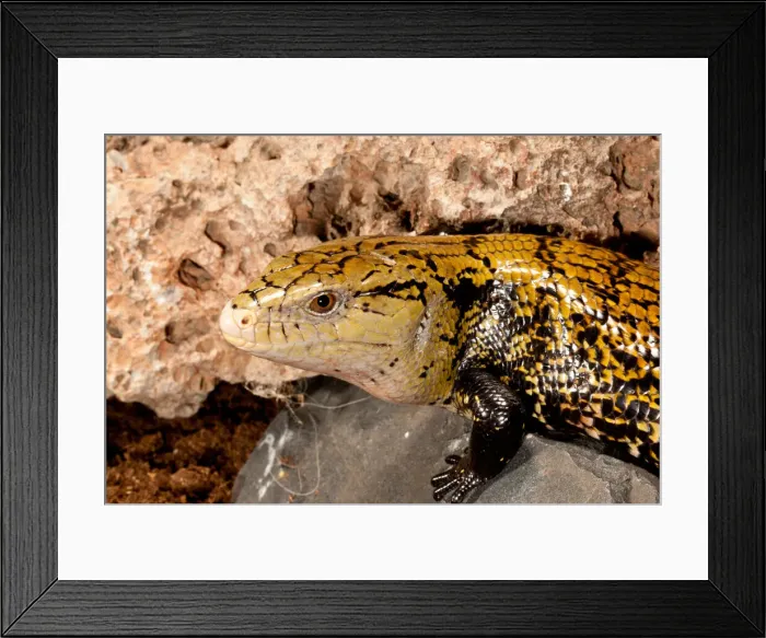 Framed Print : DDE-90037039 Framed Print : DDE-90037039