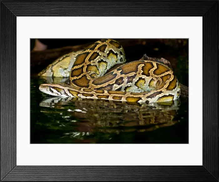 Framed Print : DDE-90037041 Framed Print : DDE-90037041