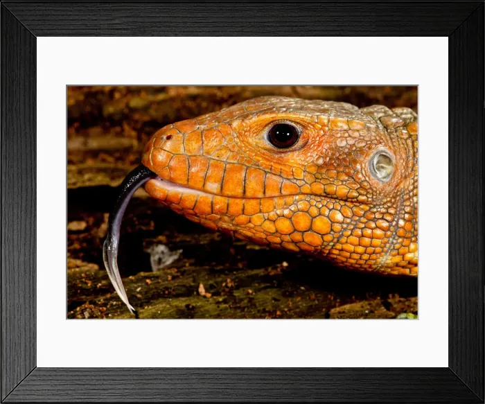 Framed Print : DDE-90037043