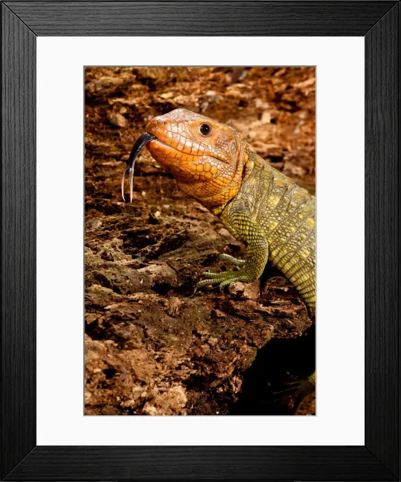 Framed Print : DDE-90037042