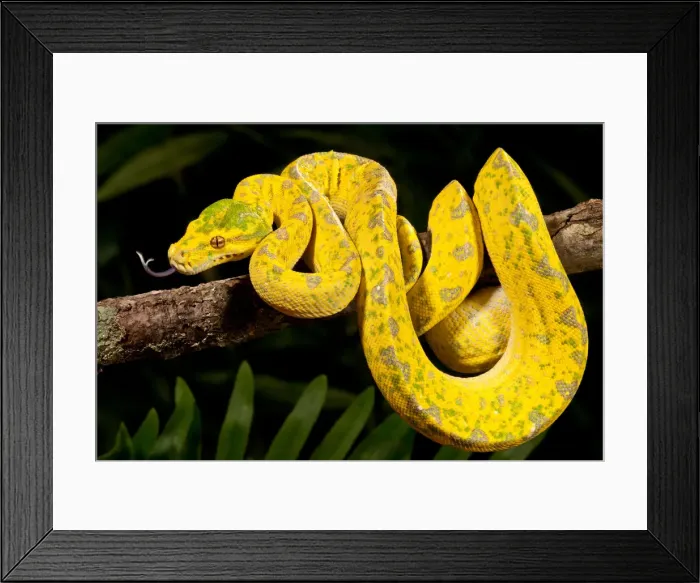Framed Print : DDE-90037046 Framed Print : DDE-90037046