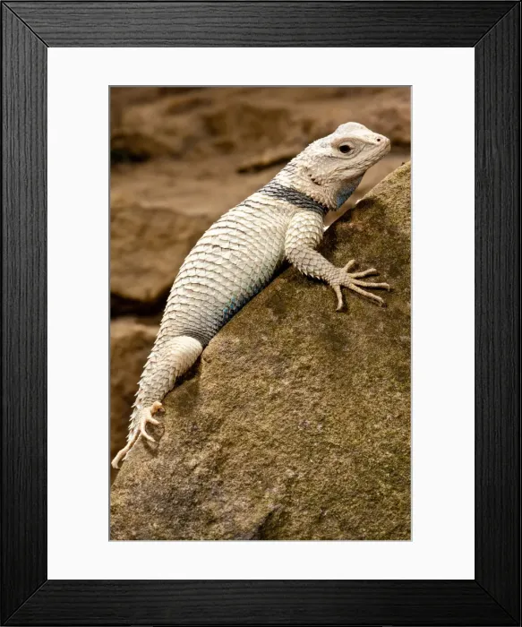 Framed Print : DDE-90037047 Framed Print : DDE-90037047