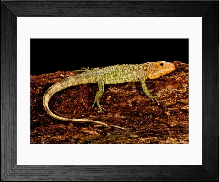 Framed Print : DDE-90037045 Framed Print : DDE-90037045