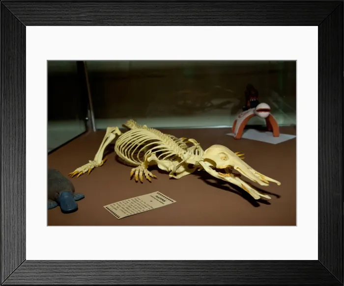 Framed Print : DDE-90037049