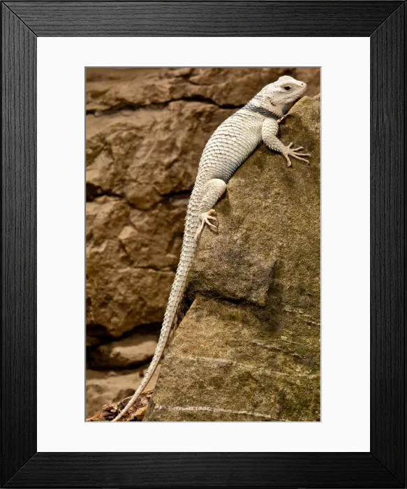Framed Print : DDE-90037048 Framed Print : DDE-90037048