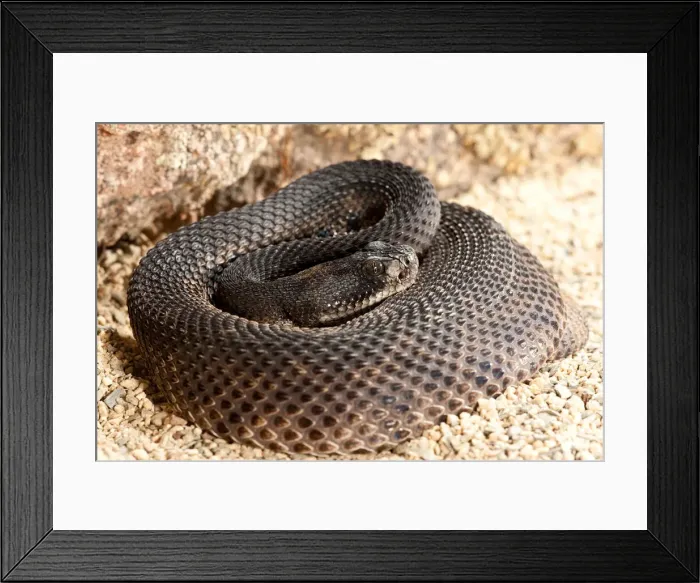 Framed Print : DDE-90037051 Framed Print : DDE-90037051