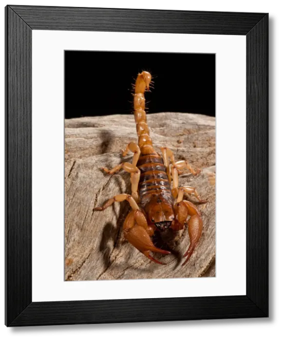 Framed Print : DDE-90037052 Framed Print : DDE-90037052