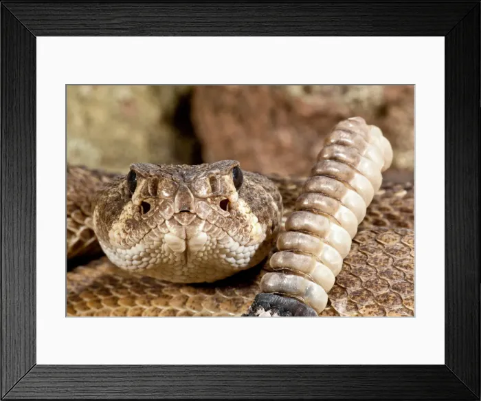 Framed Print : DDE-90037050 Framed Print : DDE-90037050