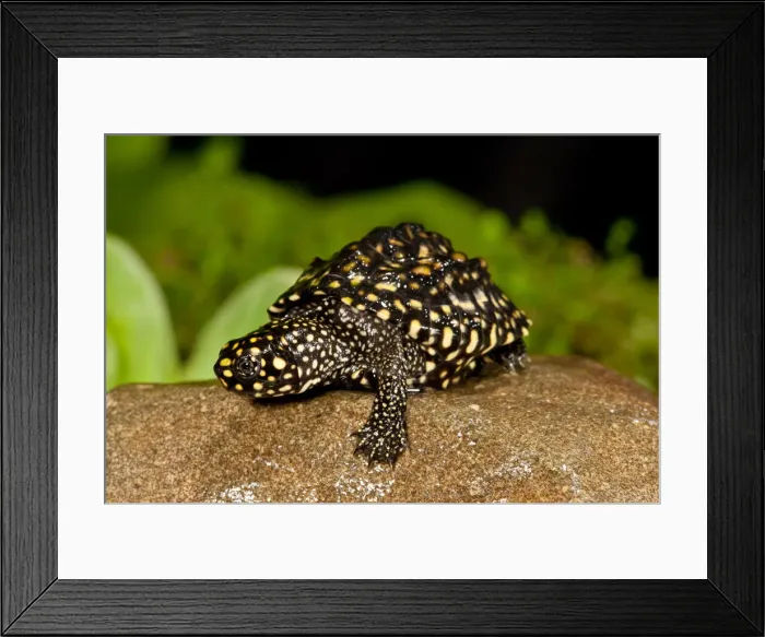 Framed Print : DDE-90037054 Framed Print : DDE-90037054