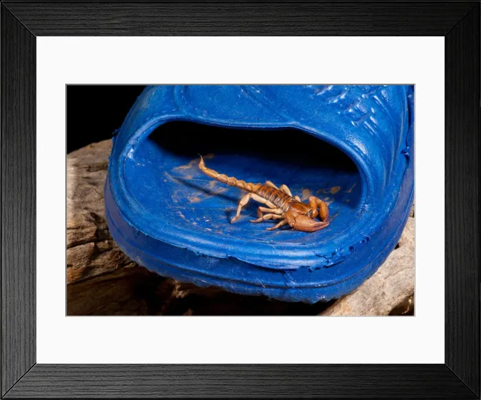 Framed Print : DDE-90037053