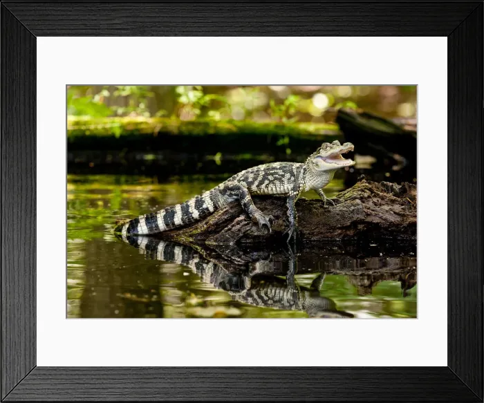 Framed Print : DDE-90037056