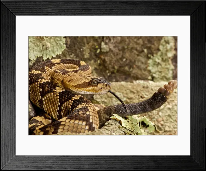Framed Print : DDE-90037055 Framed Print : DDE-90037055