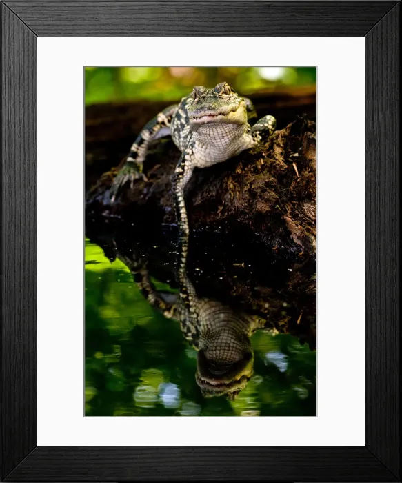 Framed Print : DDE-90037057