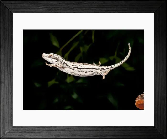 Framed Print : DDE-90037059 Framed Print : DDE-90037059