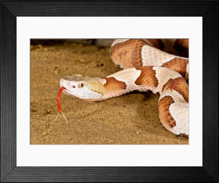 Framed Print : DDE-90037060 Framed Print : DDE-90037060
