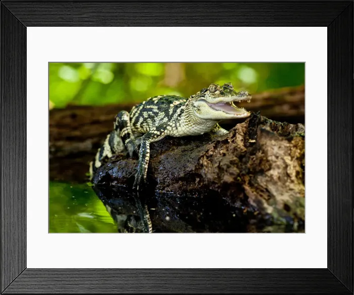 Framed Print : DDE-90037058 Framed Print : DDE-90037058